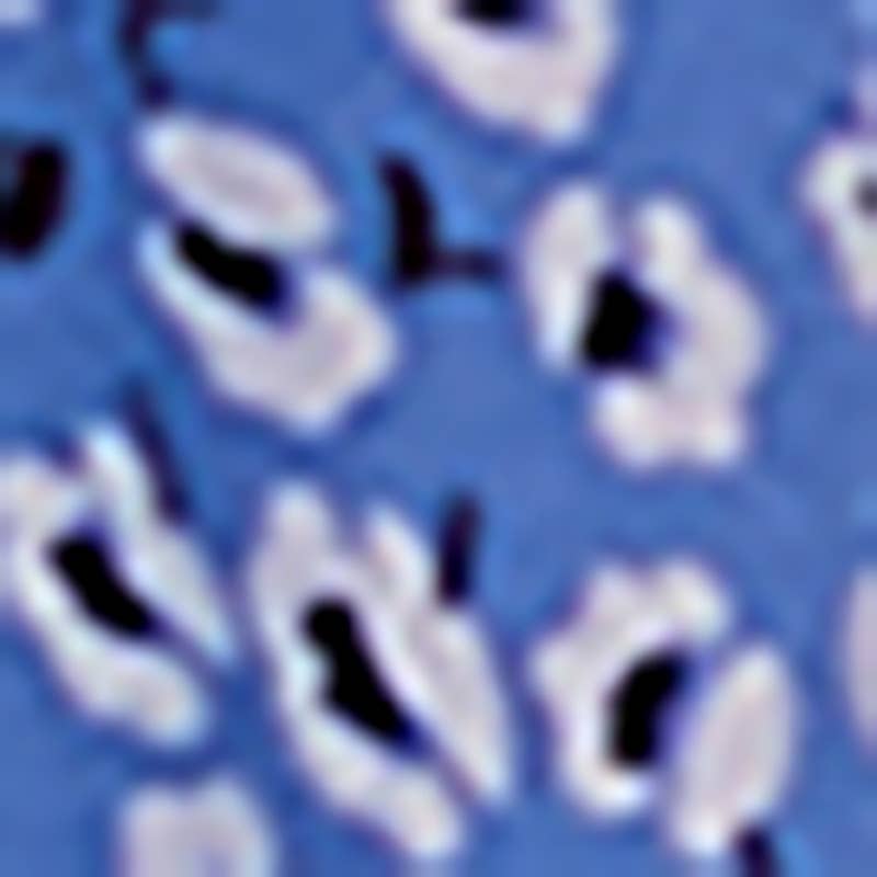 V-neck pleated print loose short sleeve top