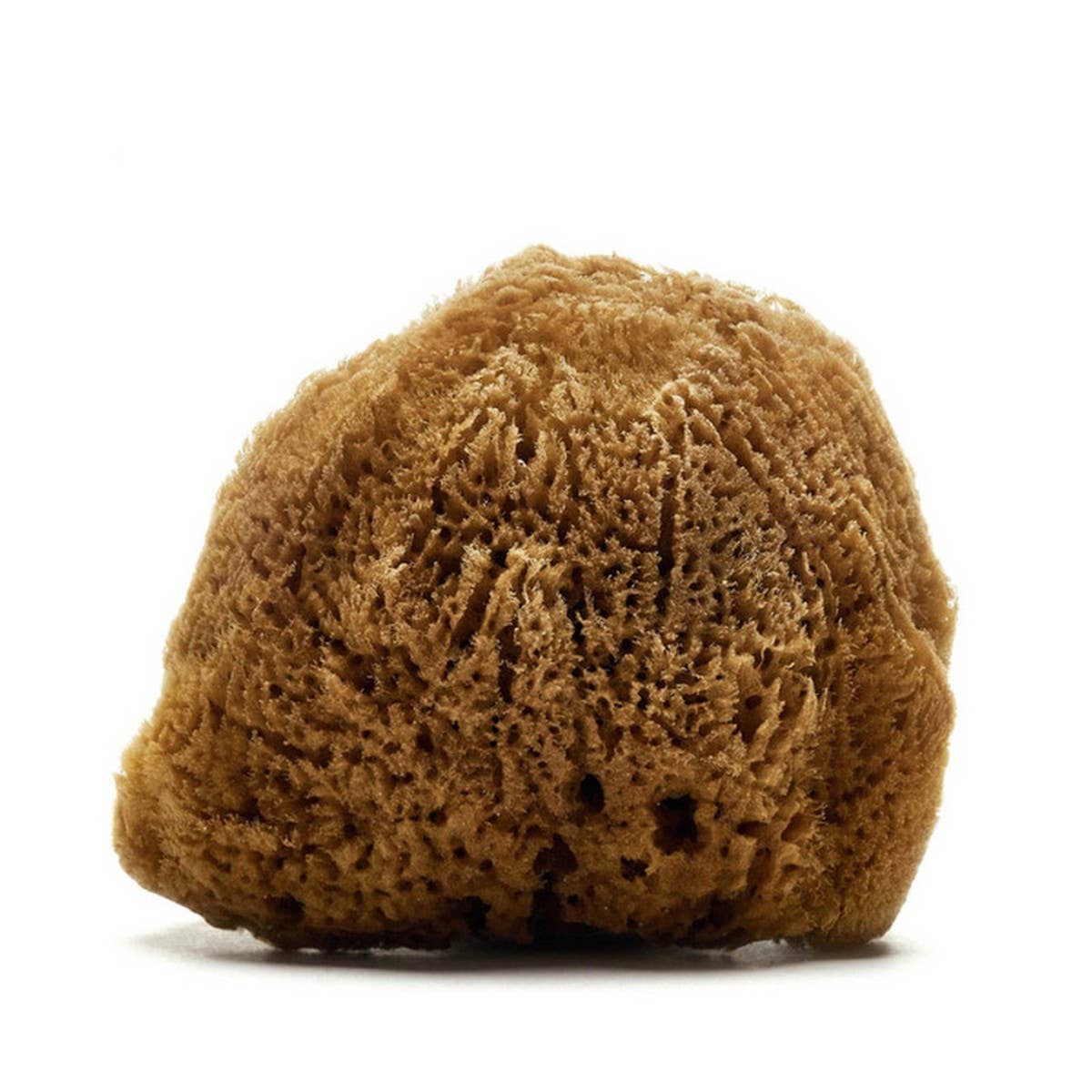 HARD HEAD EXFOLIATING NATURAL SPONGE VELVET SPONGE