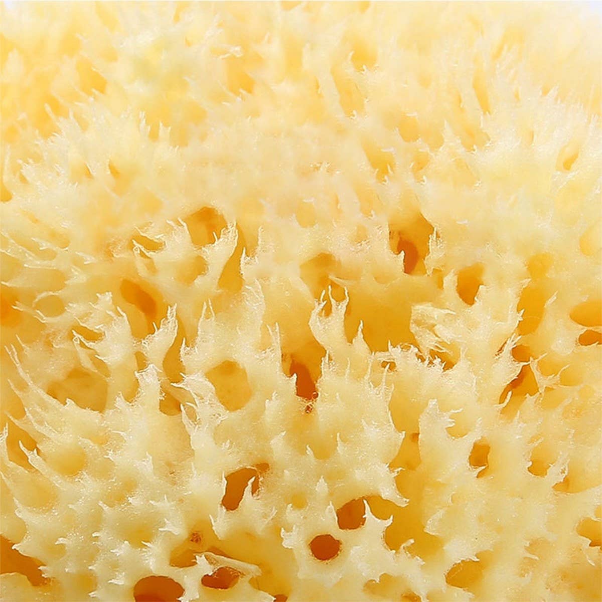 NATURAL SPONGE FOR WASHING FACE AND BATHING