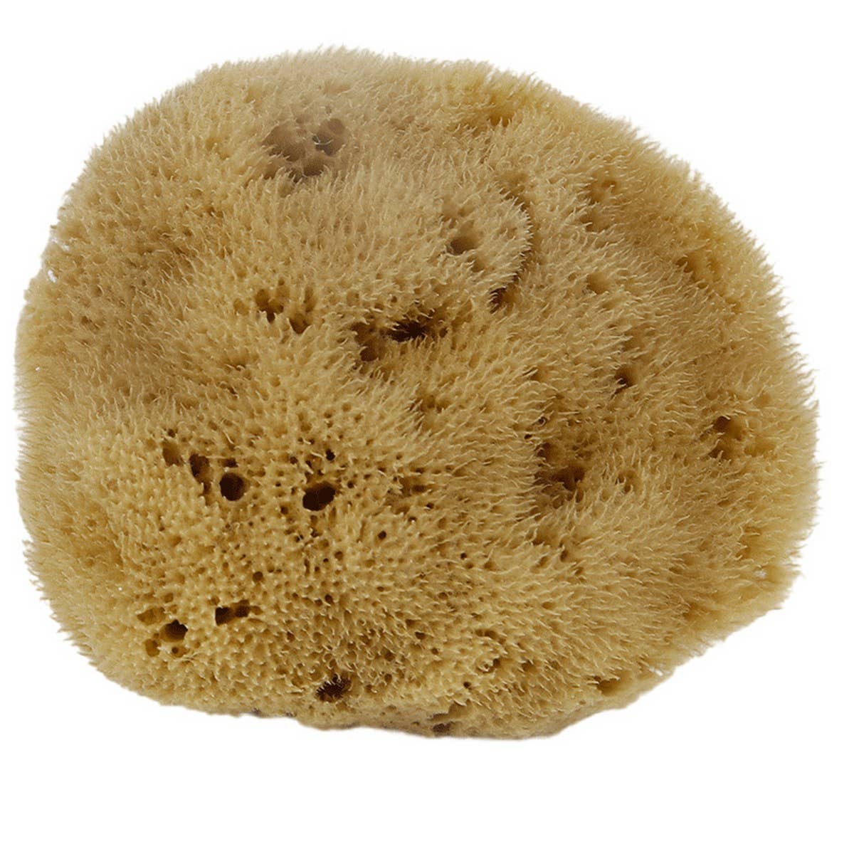 NATURAL SPONGE COFFEE COLOR NATURAL VELVET SPONGE